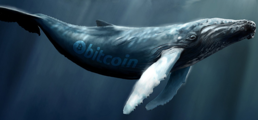 "Whales" (large holders) accumulate massive amounts of digital assets!